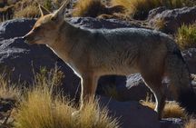 Full Day Tour to Geyser del Tatio, Vado Putana and Machuca