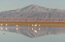 Piedras Rojas + Altiplanic Lagoons and Salar de Atacama