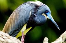 Tamarindo Estuary Tour
