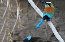 Tamarindo Estuary Tour