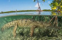 Tamarindo Estuary Tour