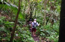 Mindfulness Rainforest Hike, Forest Bathing, Volcanic Hot Springs