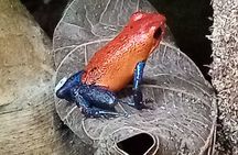 Rio Celeste and Sloth Sanctuary combo tour