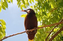 Rio Celeste and Sloth Sanctuary combo tour