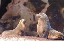 Ile Des Phoques and Maria Island Cruise and Walk Day Tour with Lunch