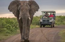 5 Day Garden Route and Addo Safari - Best of South Africa Small Group Tour