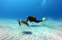 1 Shore-Dive for CERTIFIED DIVERS ONLY at Green Bay