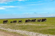 Day Tour To Amboseli National Park from Nairobi