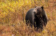 Yellowstone & Grand Teton National Parks: Small Group 6-Day Tour