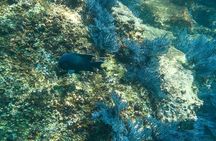 Private Los Cabos snorkeling tour to Chileno bay and Santa Maria cove