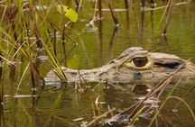 3-Day Amazon Jungle at Refugio Amazonas Lodge