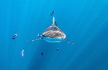 Shark Safari & Snorkel Adventure in Cabo San Lucas