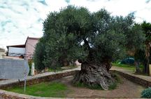 Monastery - Ancient Olive tree & Museum-Cretan Brewery Private Tour from Chania 