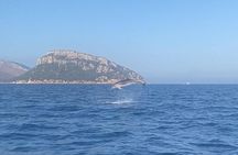 Dolphin Watching and Snorkeling in Figarolo in Sardinia