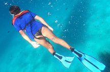 Dolphin Watching and Snorkeling in Figarolo in Sardinia