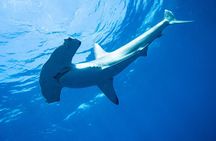 Shark Safari & Snorkel Adventure in Cabo San Lucas