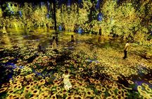 Immersive Art Experience