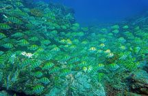 Los Cabos Snorkeling Tour by Speed Boat with Photos Included 