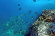 Los Cabos Snorkeling Tour by Speed Boat with Photos Included 
