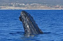Whale Watching by Zodiac in Cabo San Lucas with Photos Included 