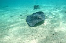 Private Excursion with E-Board in Moorea and snorkeling