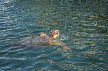 Turtle Cruise of Marathonisi Island and Keri Peninsula