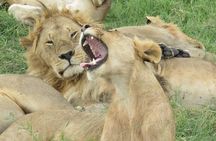 3 days group joining safari to Masai Mara with a Land CruiserJeep