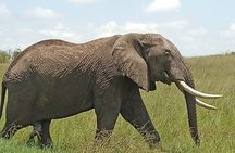 3 days group joining safari to Masai Mara with a Land CruiserJeep