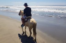 Boat Ride-Gentle Beach Beach Horseback Ride+Lunch-Crocs-Turtles