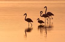 E-bike tour in the Sant'Antioco Salt Marshes at sunset 
