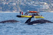 High Speed Zodiac Whale Watching Safari
