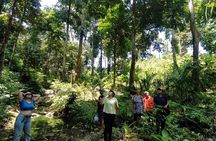 Ancient Lava Stream Trek through dense Tropical forest.