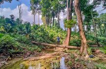 Ancient Lava Stream Trek through dense Tropical forest.