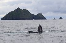 The Great Blasket Island Experience - Premium Tour