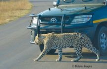 All inclusive 3 Day Kruger Safari From Nelspruit