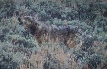 Yellowstone Full-Day Upper Loop Wildlife Adventure w/Lunch 