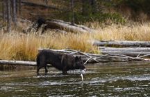 Yellowstone Full-Day Upper Loop Wildlife Adventure w/Lunch 