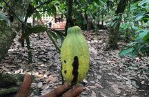 Experience Boti Waterfalls, Aburi Botanical Gardens & Tetteh Quarshie Cocoa Farm