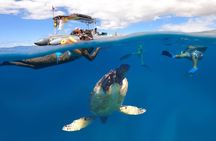 Semi-Private 2.5 HR Eco Maui Turtle Snorkel -Lahaina, Maui