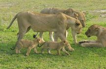 Flight Package Zanzibar to Nyerere National Park (Selous GR) 3 Days 2 Nights
