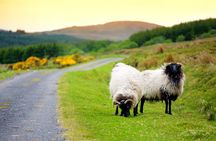 Taxi Tour of Connemara