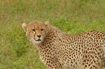 Day trip to Ngorongoro crater