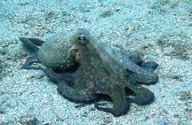 Discover Scuba Diving in the sea with the Blue Dolphin Team