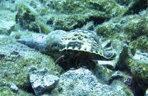 Discover Scuba Diving in the sea with the Blue Dolphin Team