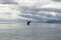 6 Passenger Whale Watching Adventure in Icy Strait from Hoonah AK