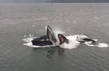 6 Passenger Whale Watching Adventure in Icy Strait from Hoonah AK