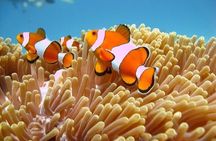 5 Hours Bali Blue Lagoon Snorkeling Tour Including Tanjung Jepun