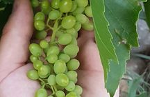 Rhodes Wine & Food Tour: 10 Meal Course Lunch, Wine Tasting, Cooking Class 