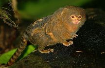 2 Days : Tour Rainforest Expeditions -Sandoval Lake lodge