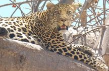 Flight Package Zanzibar to Nyerere National Park (Selous GR) 3 Days 2 Nights